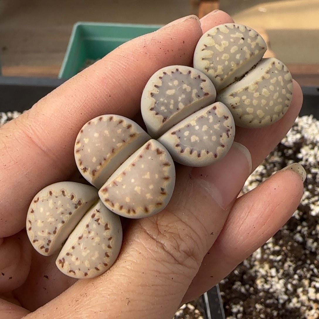 12.9爱萌多肉母本1621.015饼干福利8023