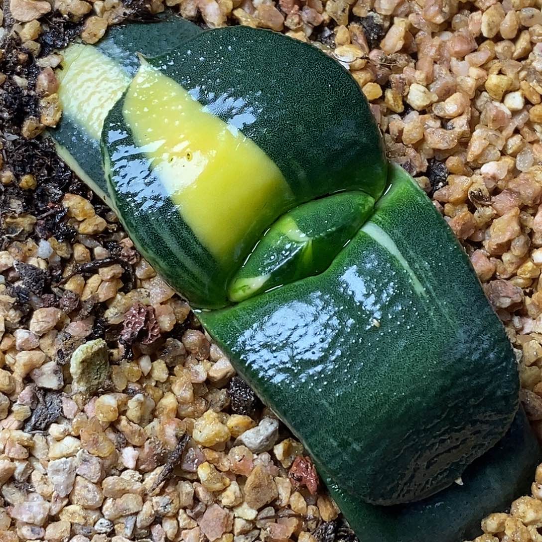 不带盆脱土裸根发货