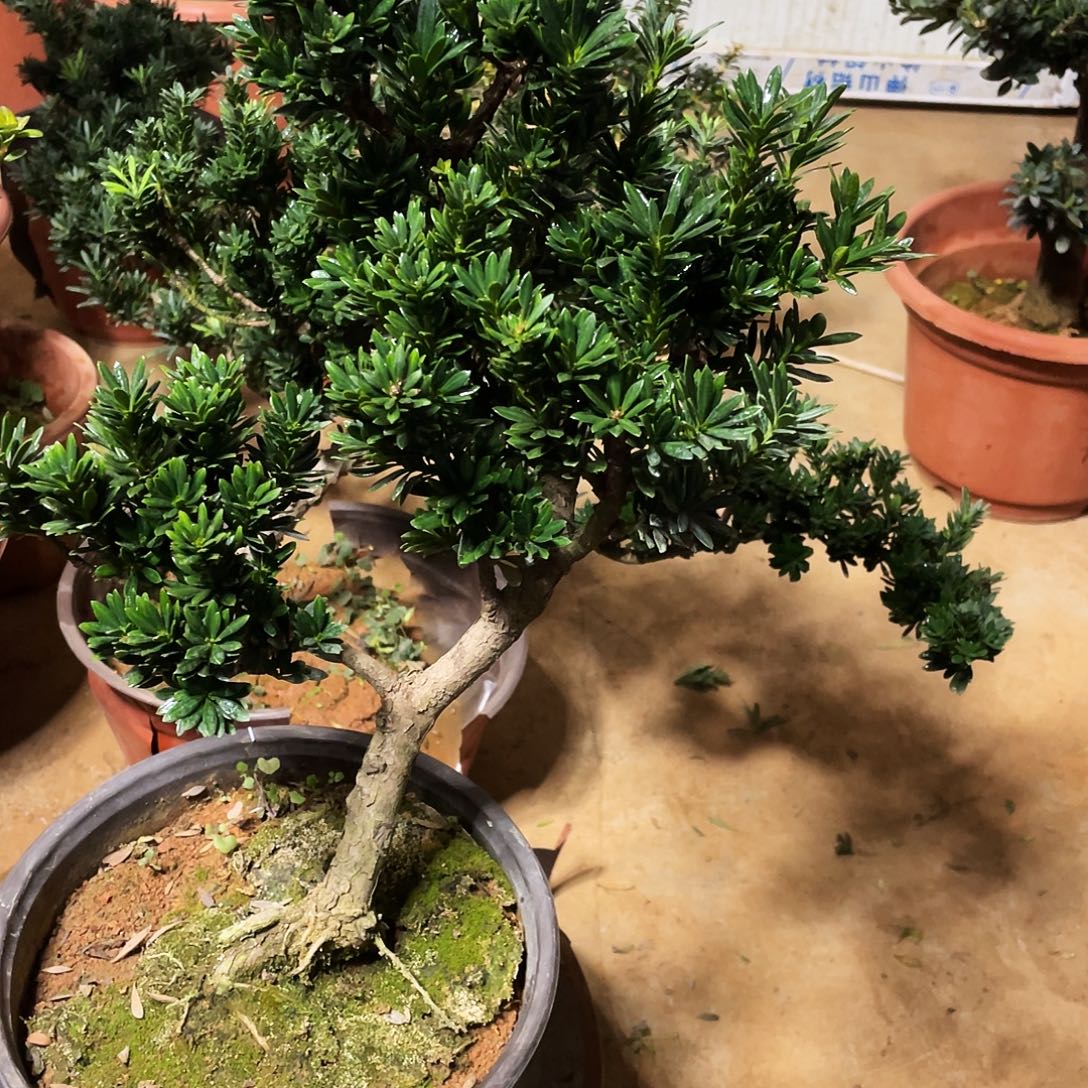 万***通完全开放罗汉松盆景罗汉松