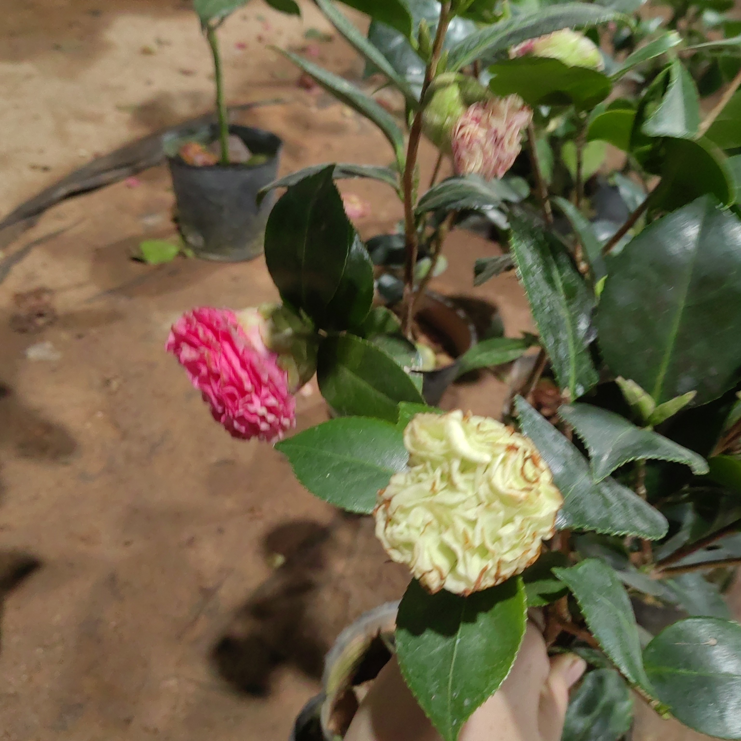 【水晶皇后】山茶花稀有品种花卉无花苞当年可开花