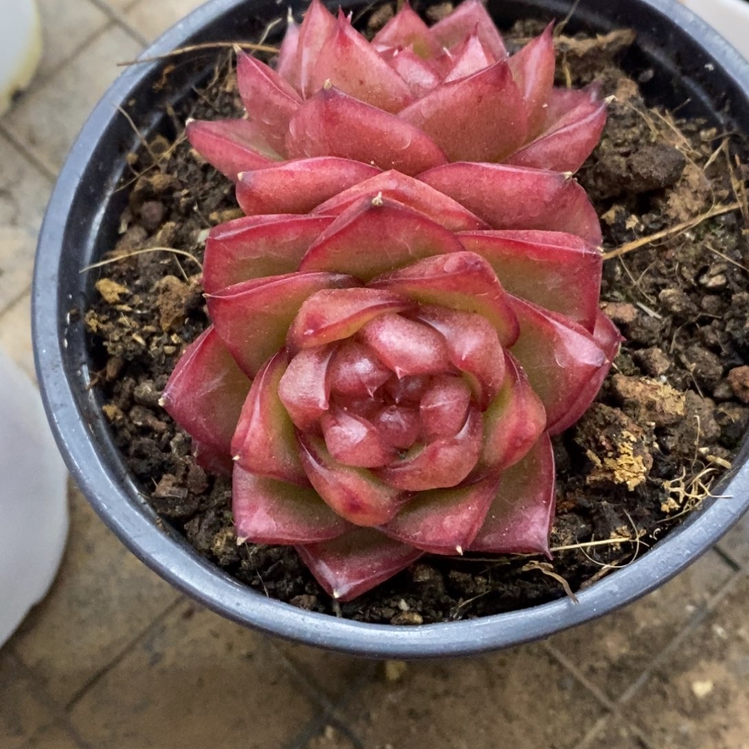 精品多肉、物一拍不包整254