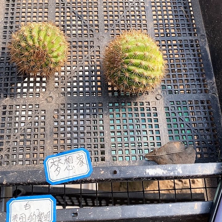 毛 梦想家/侧芽歪20包邮/