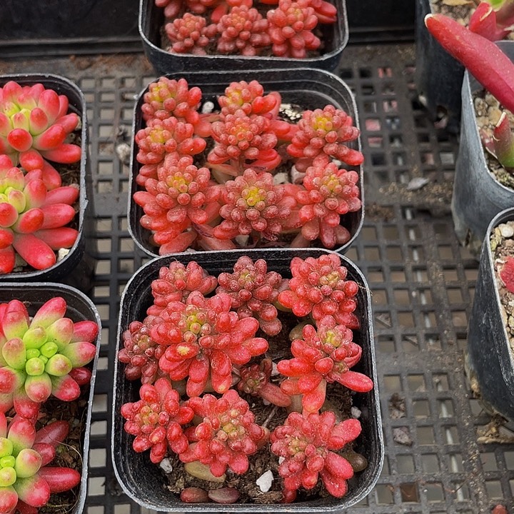 红浆果带盆土发过