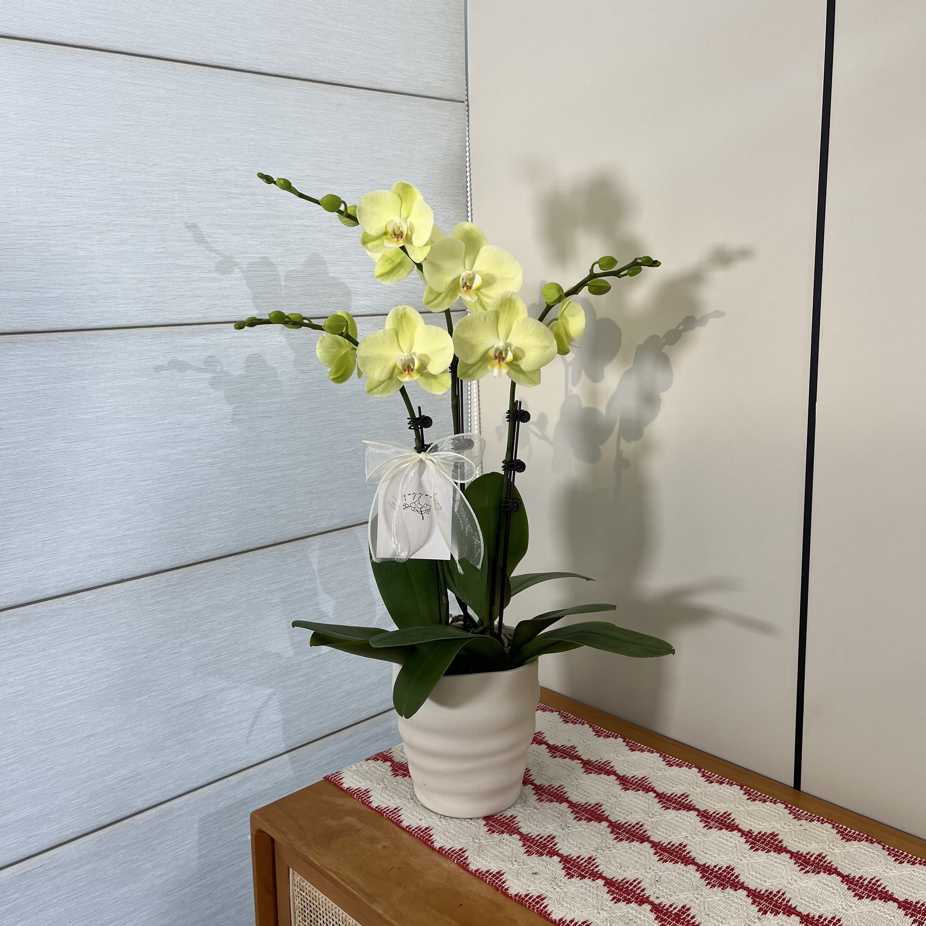 【日光浴】清新绿色福娜瑞欧品蝴蝶兰 室内小众养眼绿植摆件