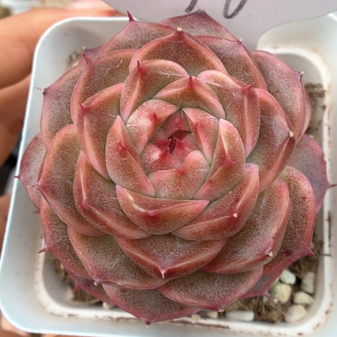 油透麦杆可拍76号