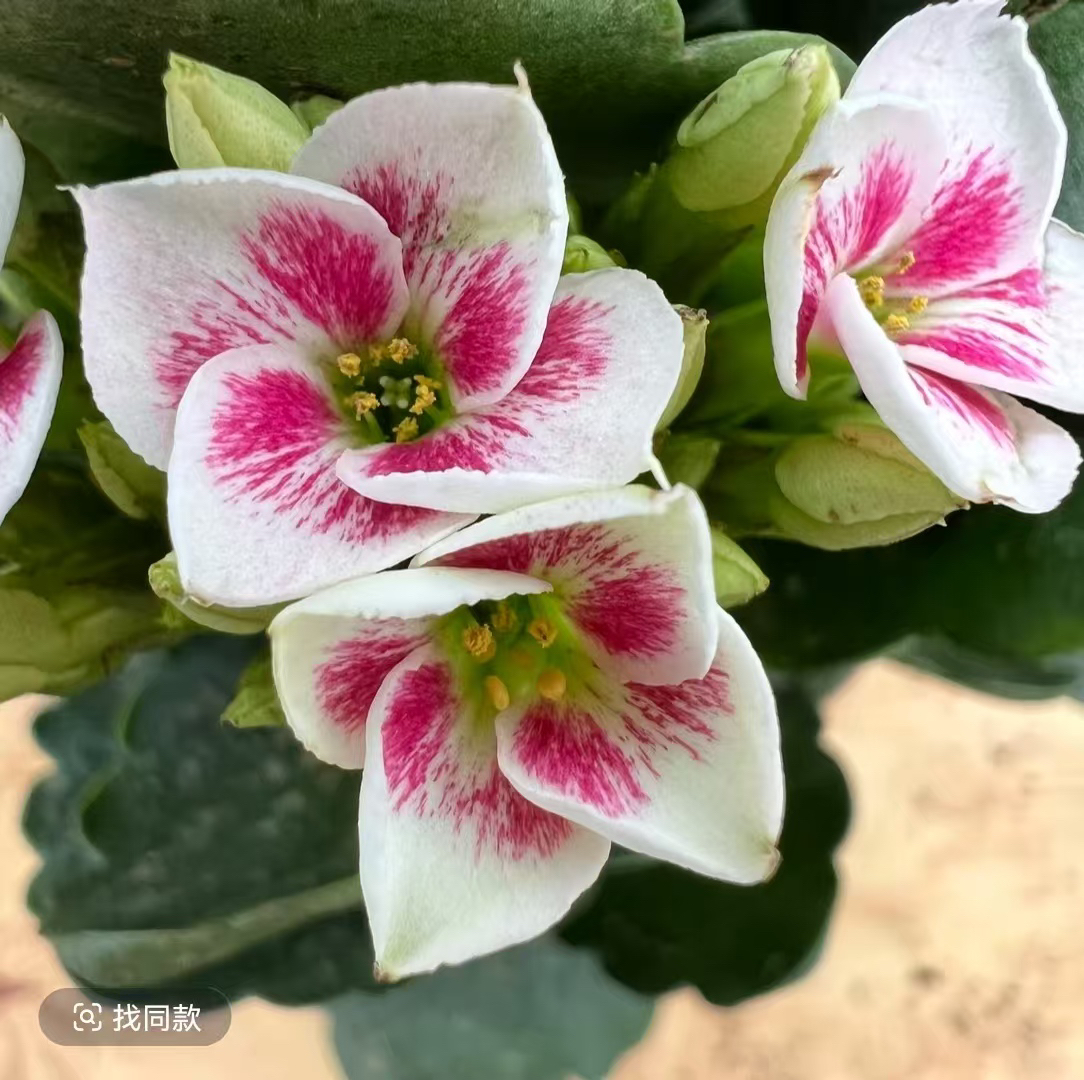 长寿花-（万花筒）单瓣猫眼 稀有品种