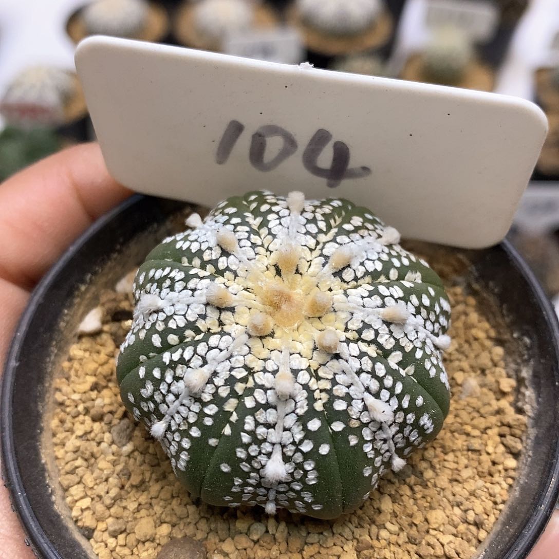 开播UFO来看看这节目