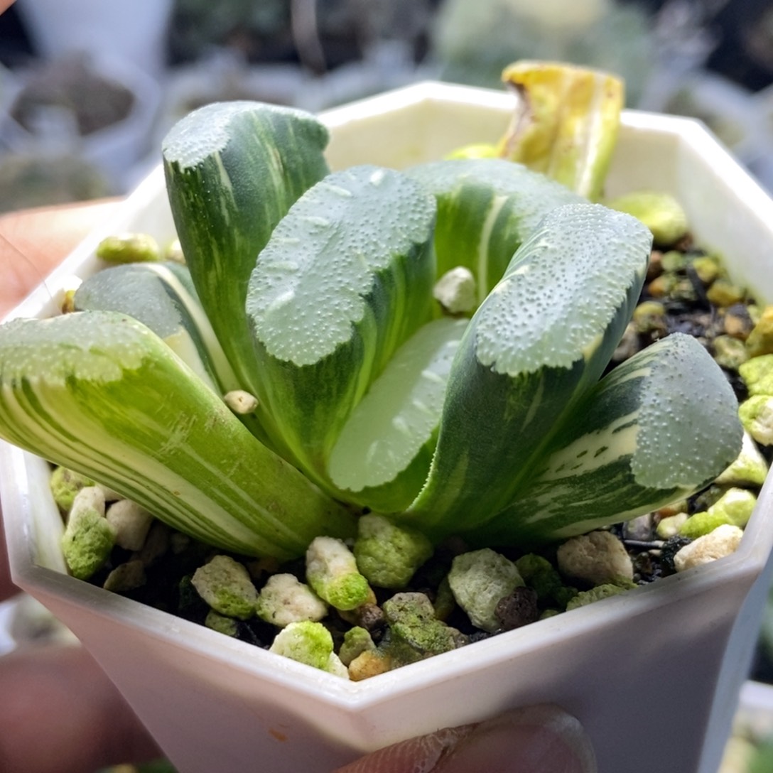 终极蓝实生锦一物一拍