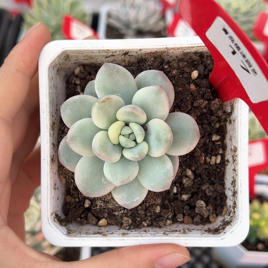 17号白马香水锦多肉植物