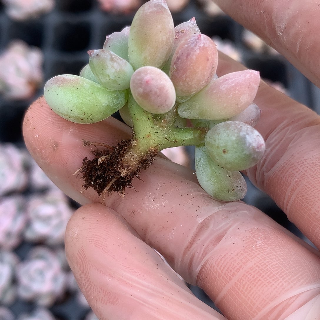 多肉植物一物一拍