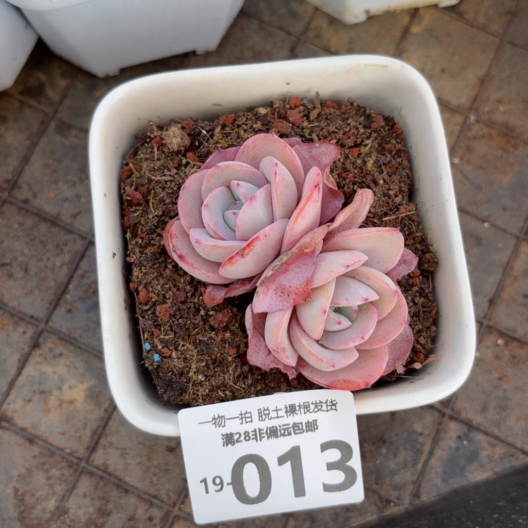 布鲁蓝老桩多肉多肉