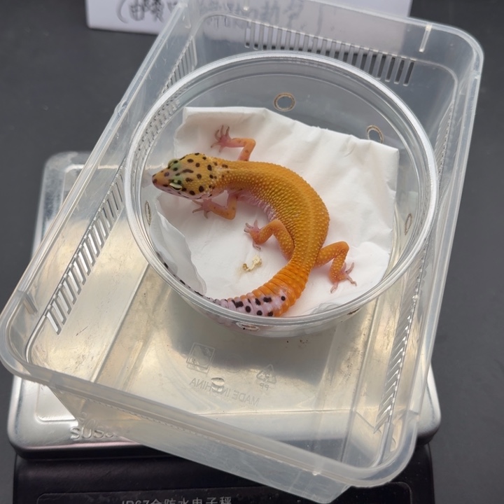 豹纹守宫翡翠妹妹