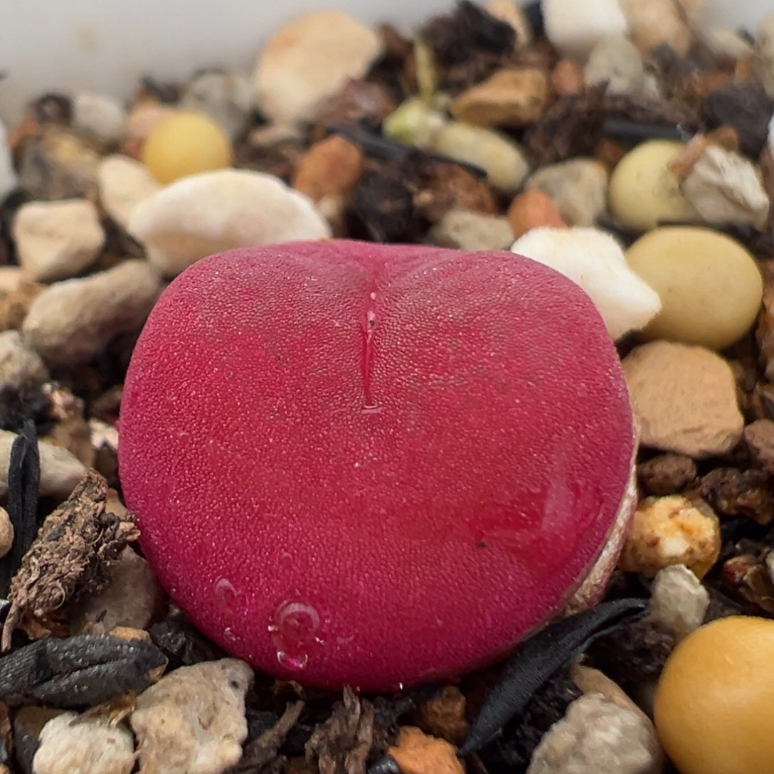 50多肉植物百科吕红