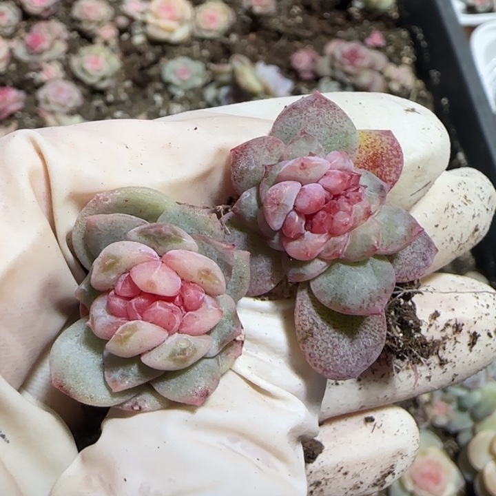 85号绝绝子多肉两颗
