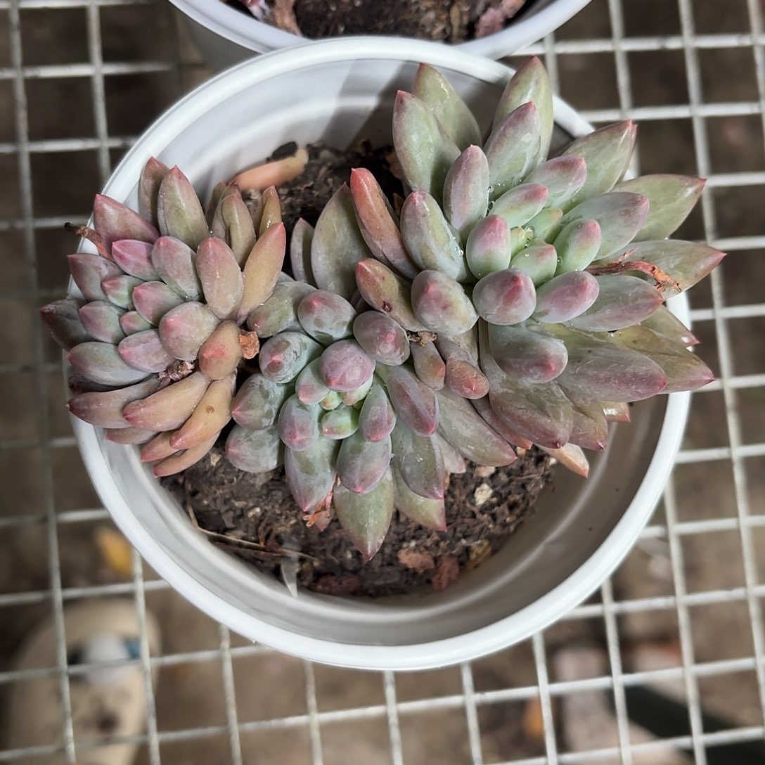 红蜻蜓12㎝盆参考
