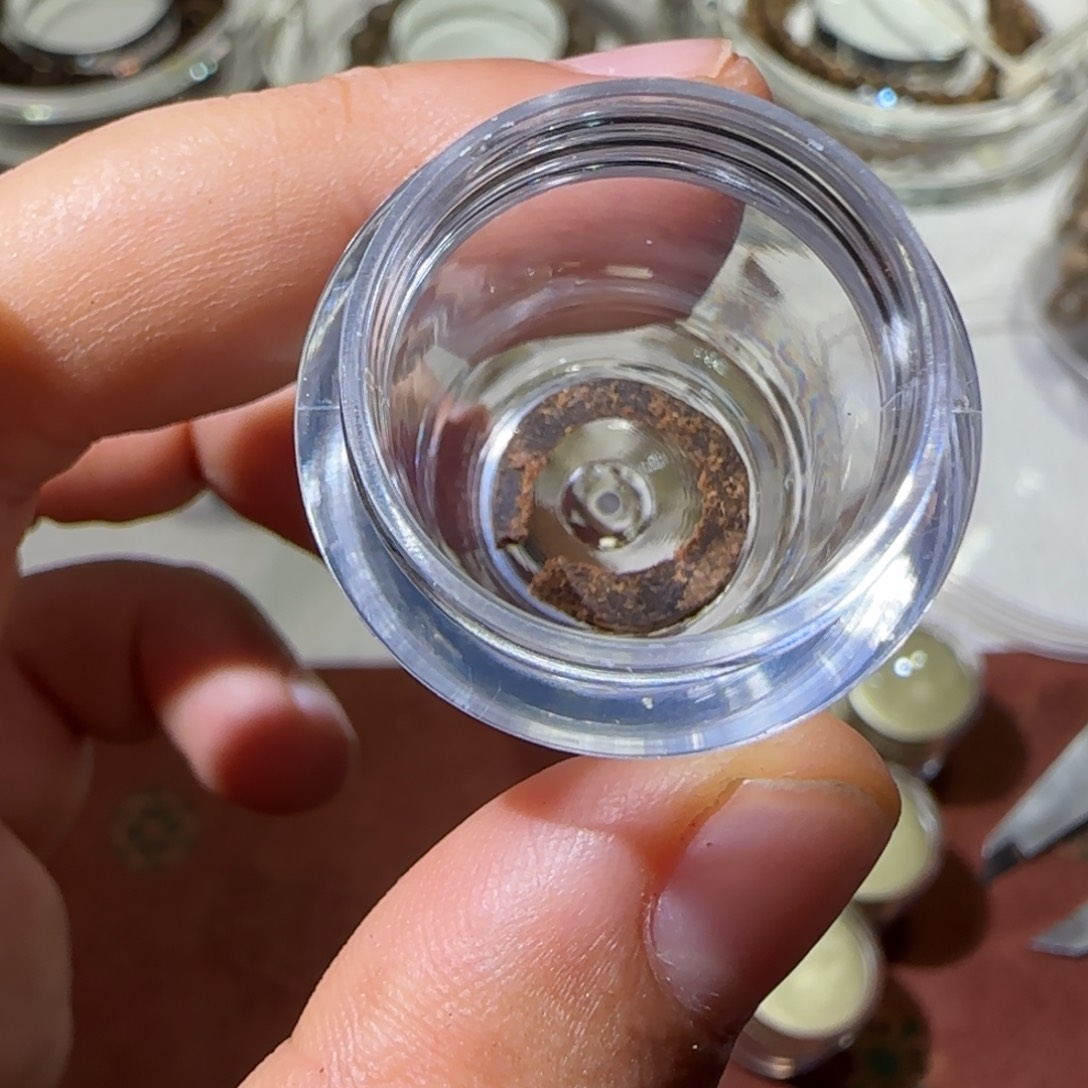 【闪购商品】沉香碎屑沉香芽庄白奇圈圈1个不退福利