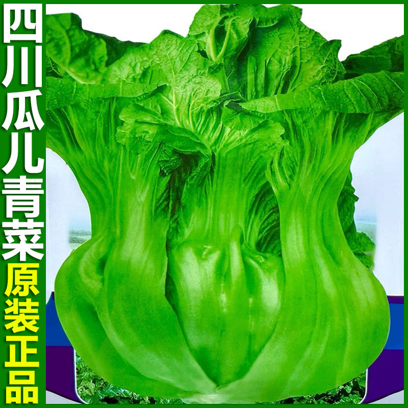 四川瓜儿青菜种子耐寒肉厚宽帮芥菜介菜青菜酸菜泡菜种籽蔬菜种子