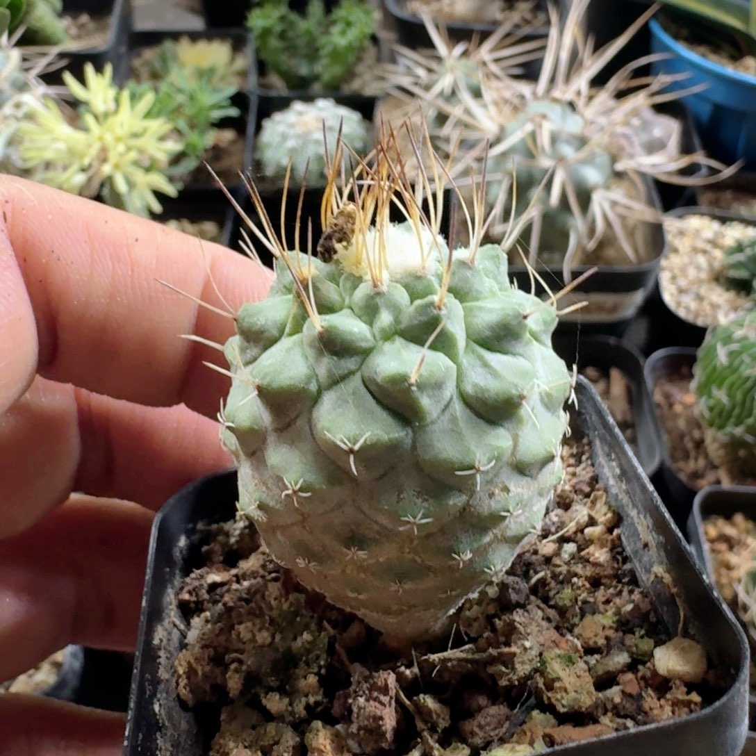 185菊水仙人球脱土发货