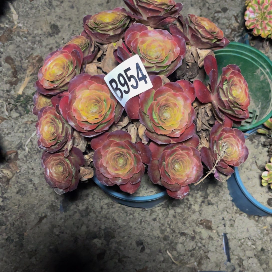 魅金法师16/44包邮