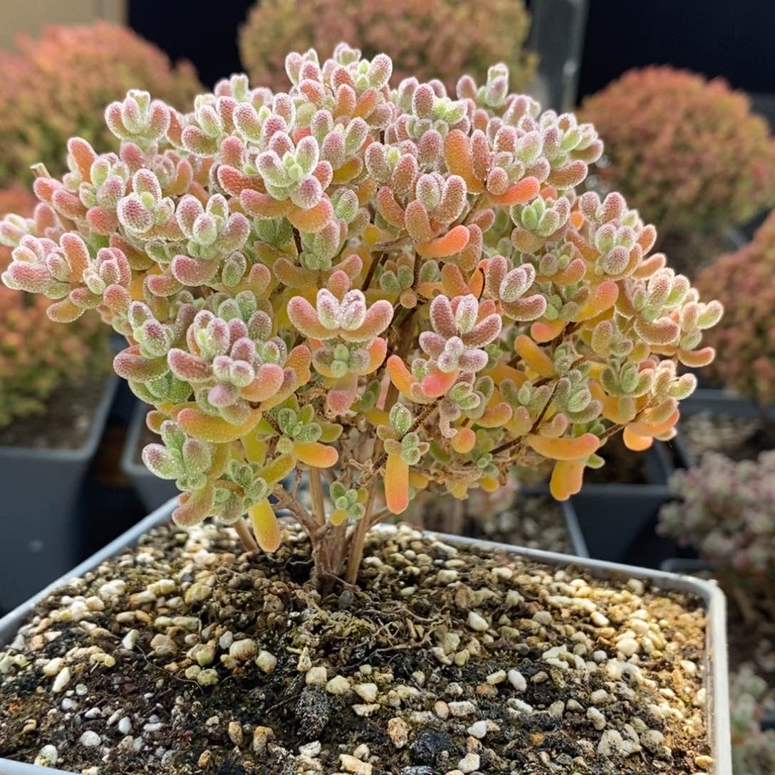 养***手优选冰晶5146枝干番杏