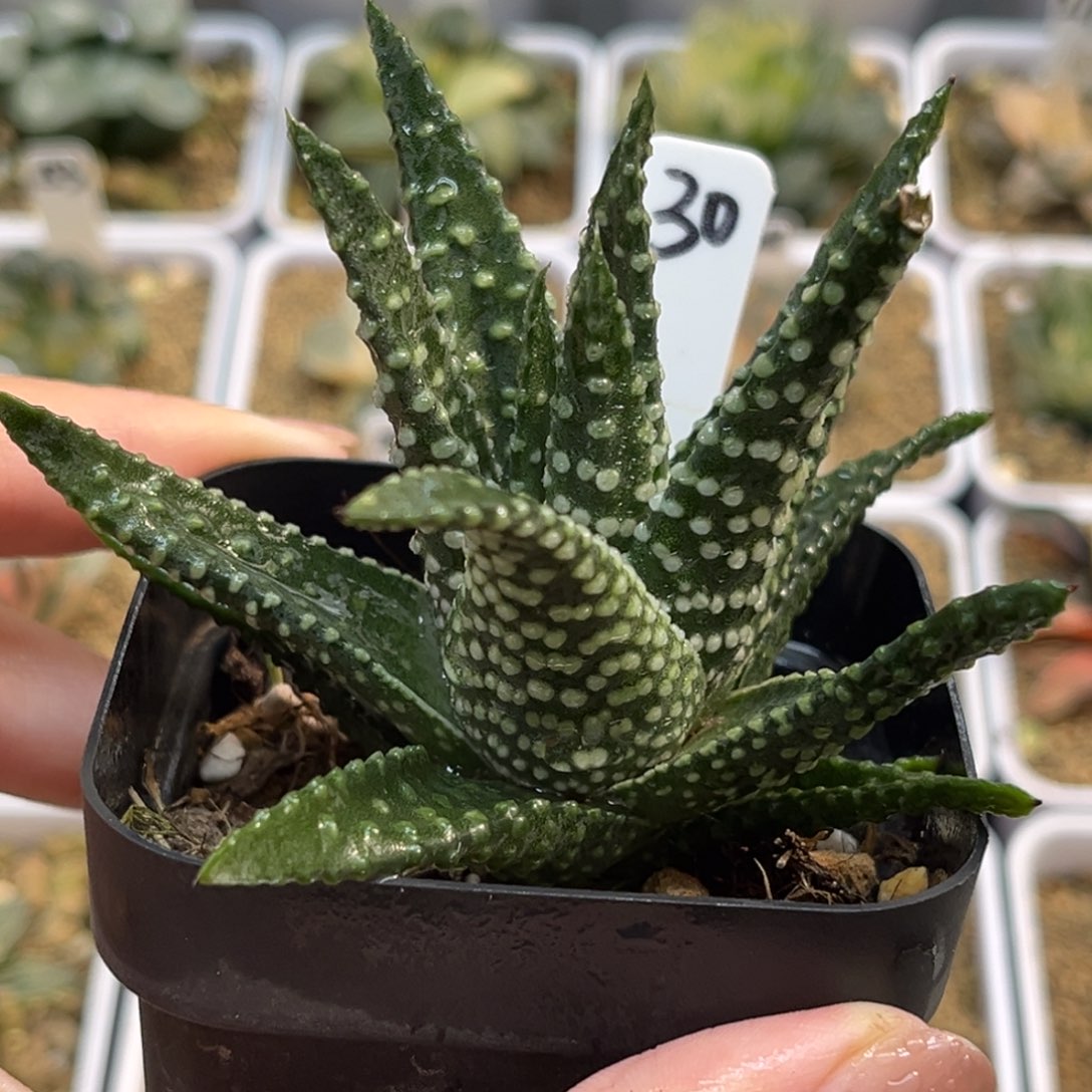 30硬叶地上皇福利专场