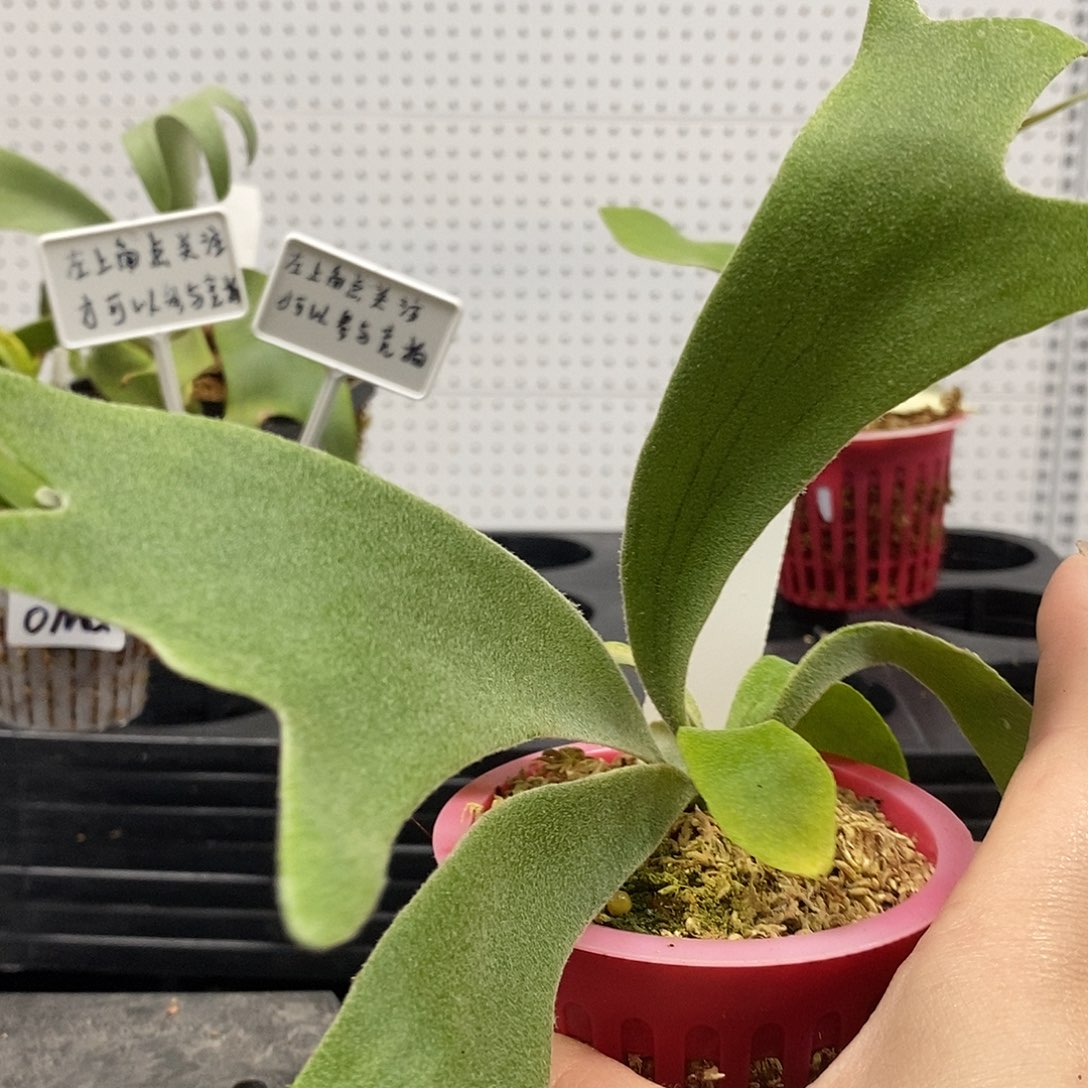 无花朵爪哇v鹿角蕨