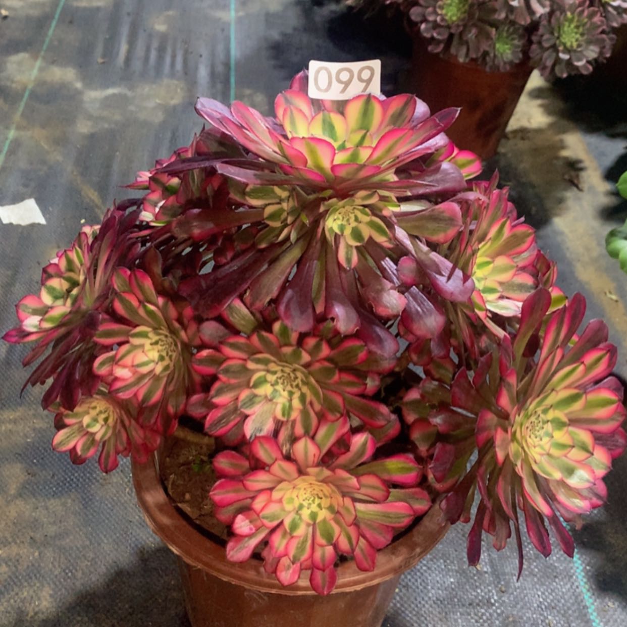 【闪购商品】，099红铜白