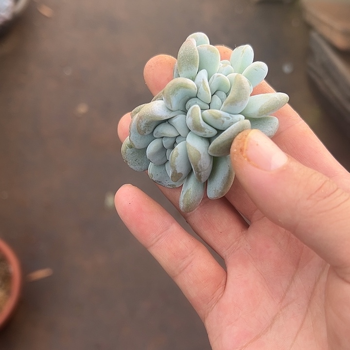 天***华玉麒麟群生缀化多肉