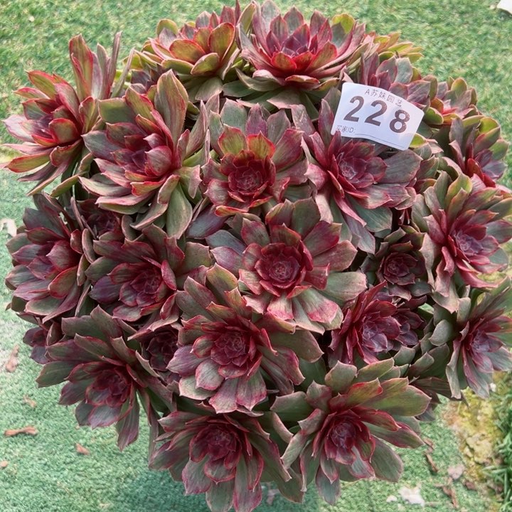 完全开放228红丝绒法师