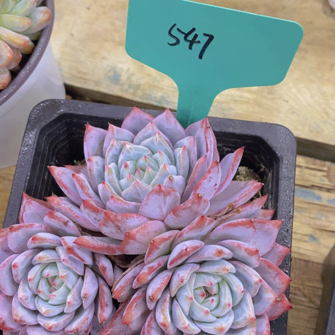 清货转场，一物一拍，看准下单