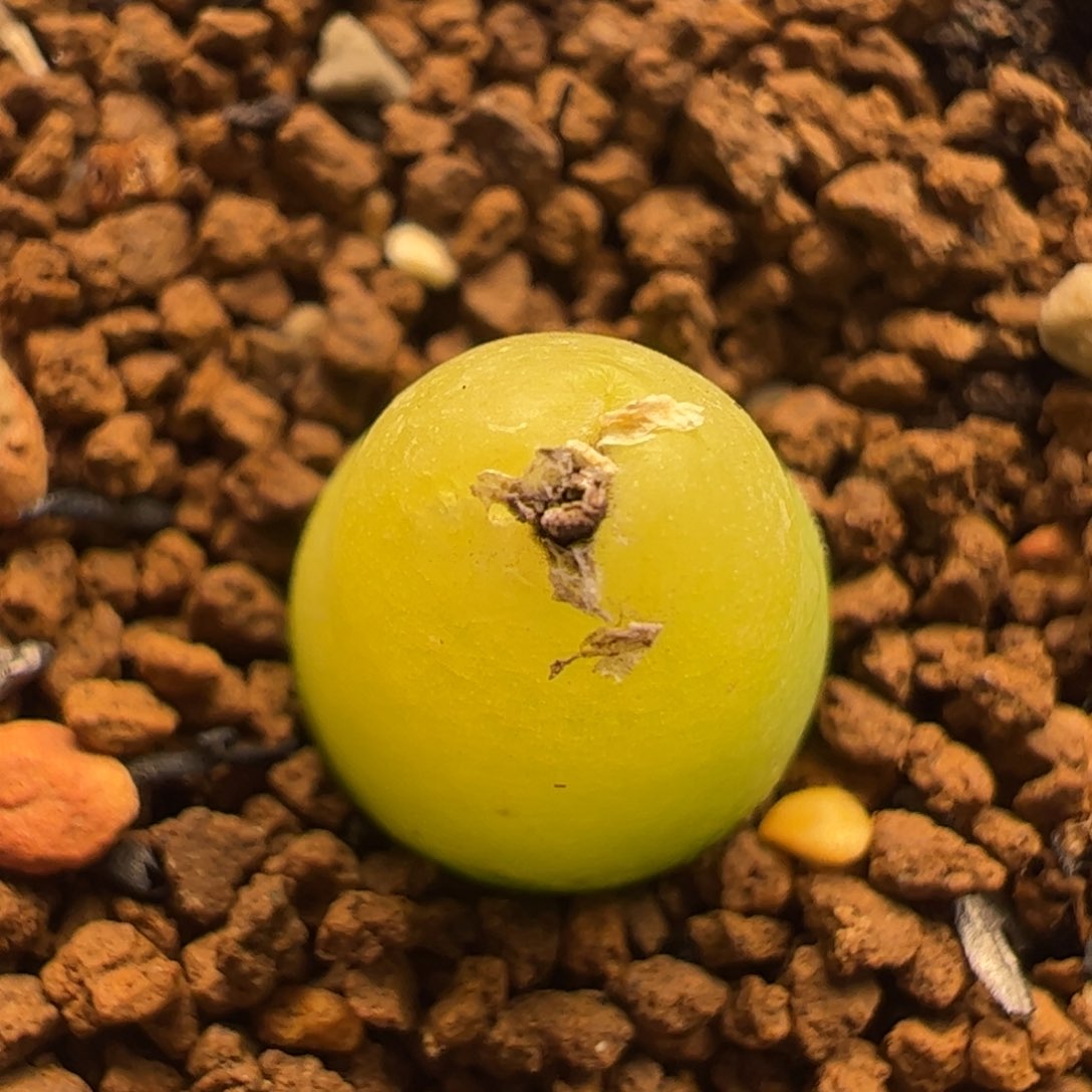 大葫芦母本多肉植物