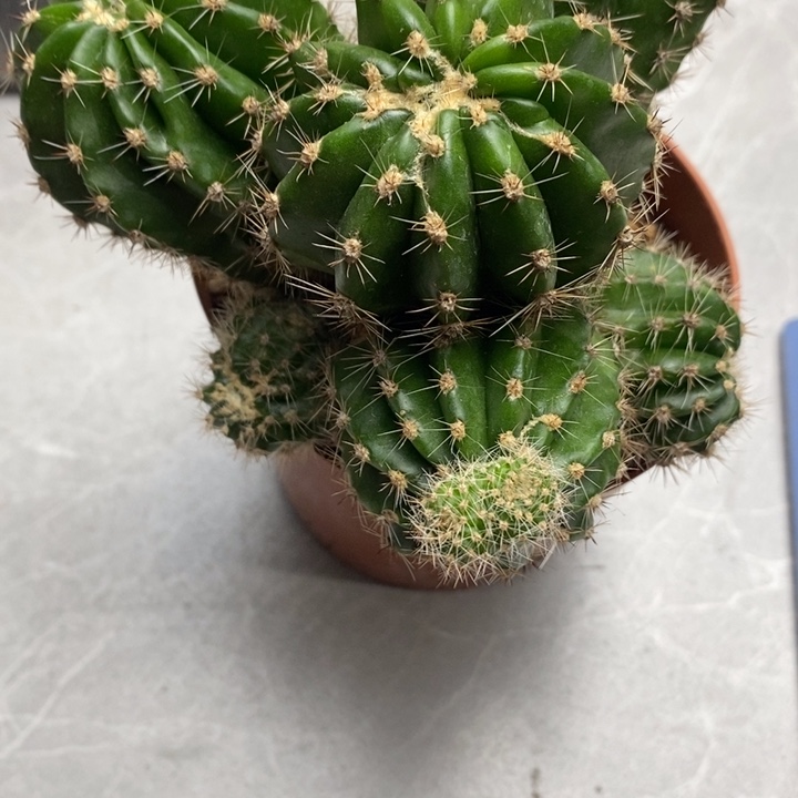 彩草缀化品种球仙人球