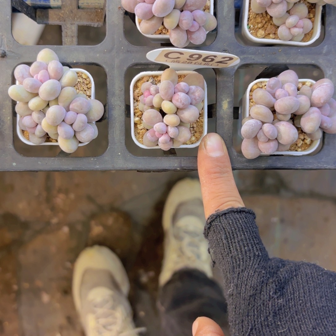 伤****C962月光石奶一物一拍