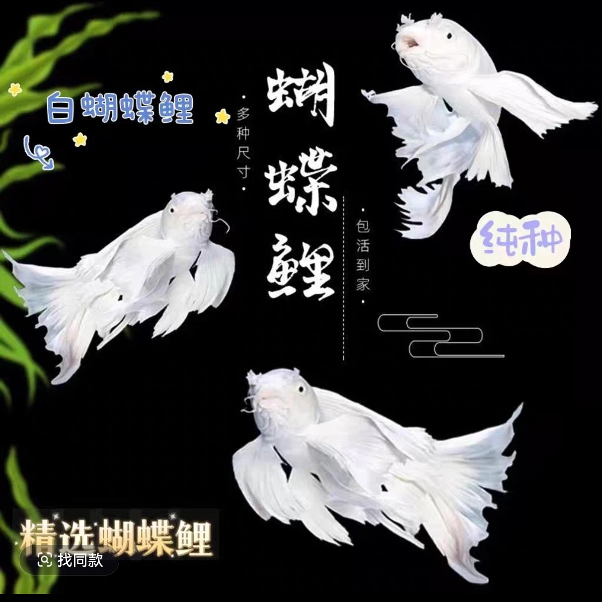 5条纯种蝴蝶鲤观赏鱼大鳍长尾短身冷水鱼好养耐活包邮