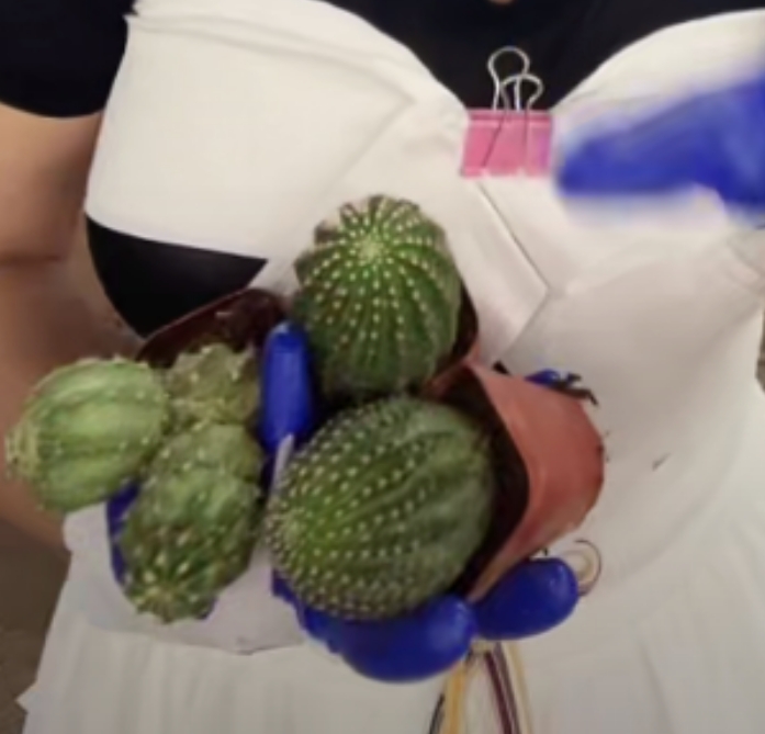 二妹园艺【3颗黑喉（2颗黄花+粉花）瑕疵 自根】满18包邮脱土随机发货