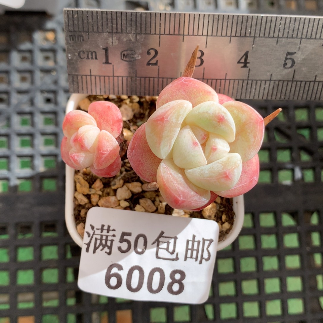6008。小腿白底冰玉双头。