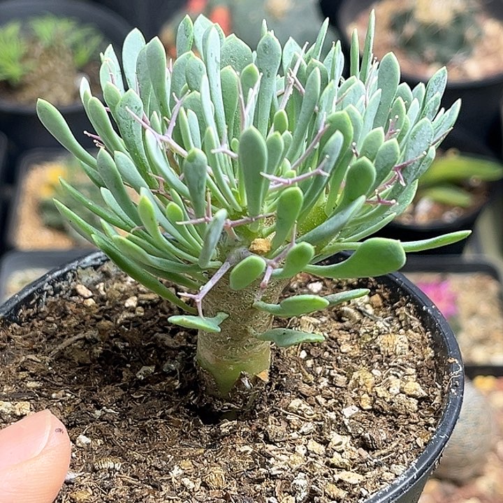 黑鬼殿一颗一物一拍
