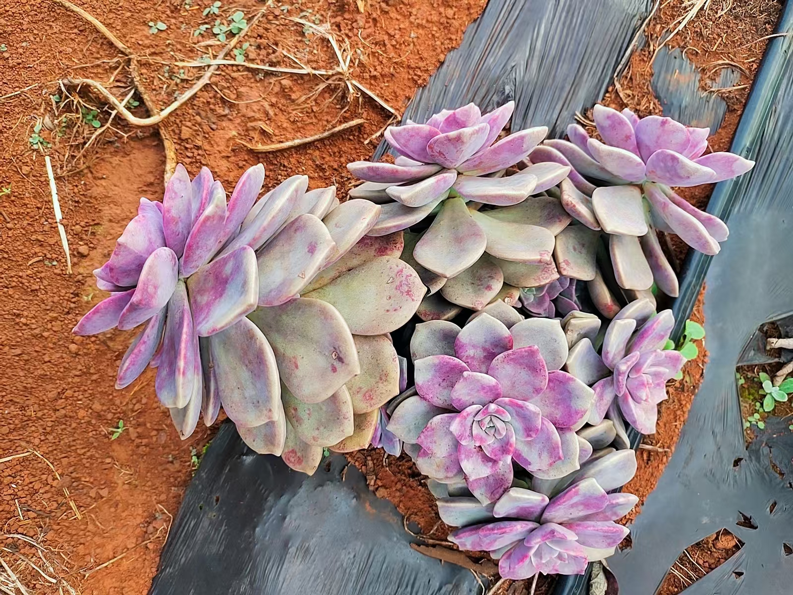 地栽紫乐满满一箱（断头断枝不售后） 新手好养多肉植物云南发货