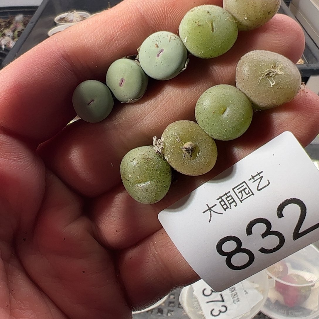 一物一拍。       832