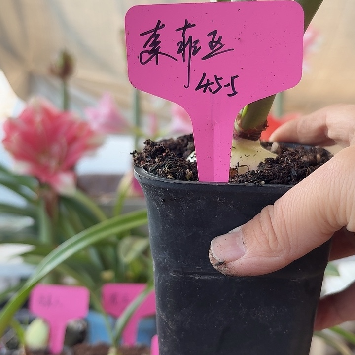 无花朵索菲亚朱顶红直径4.5