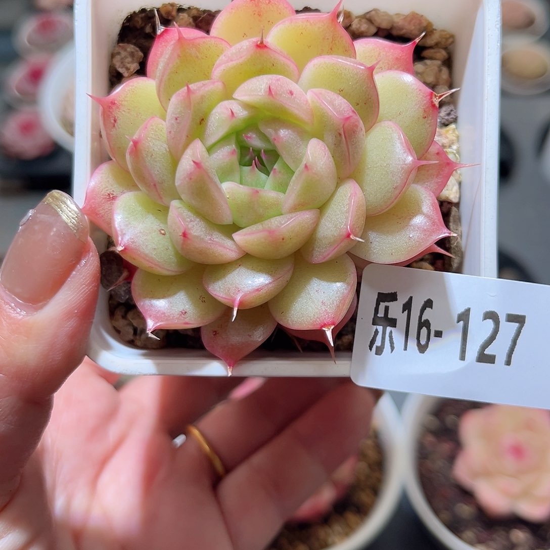 乐16-127 海王单头