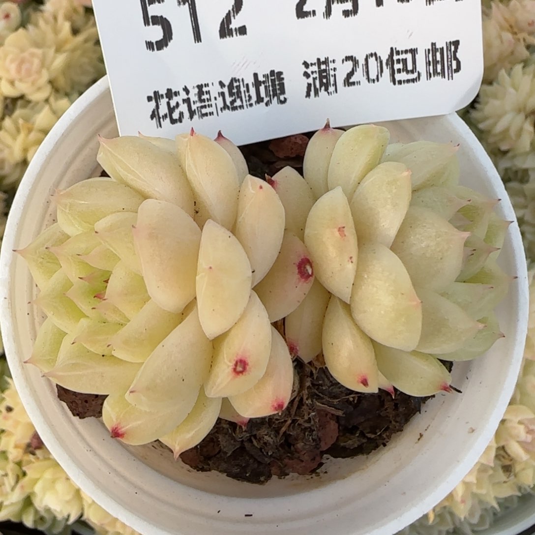 飞**嘎花语逸镜0215-512