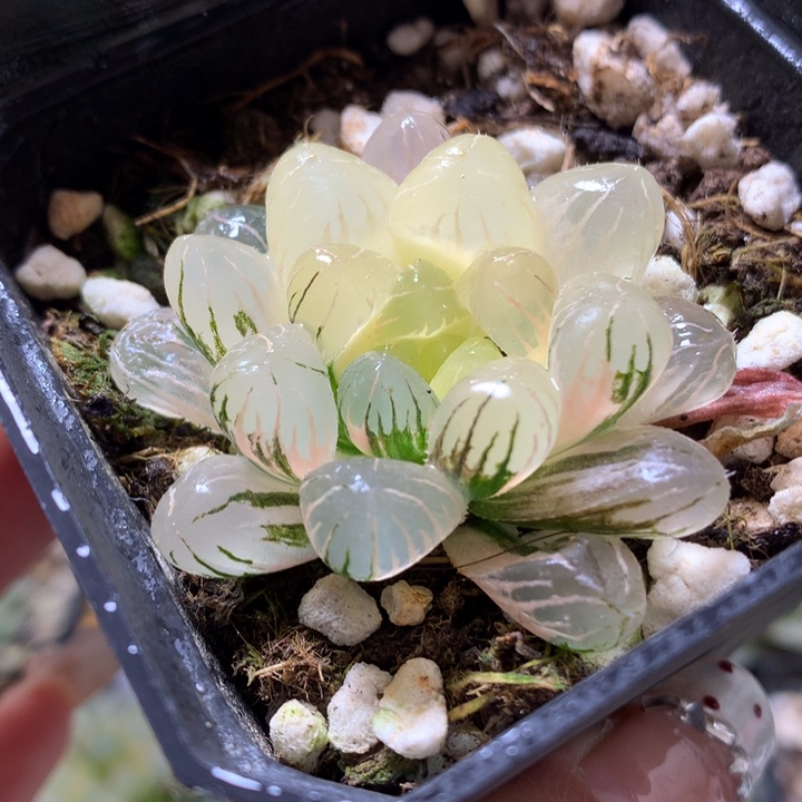 冰灯玉露锦带盆土