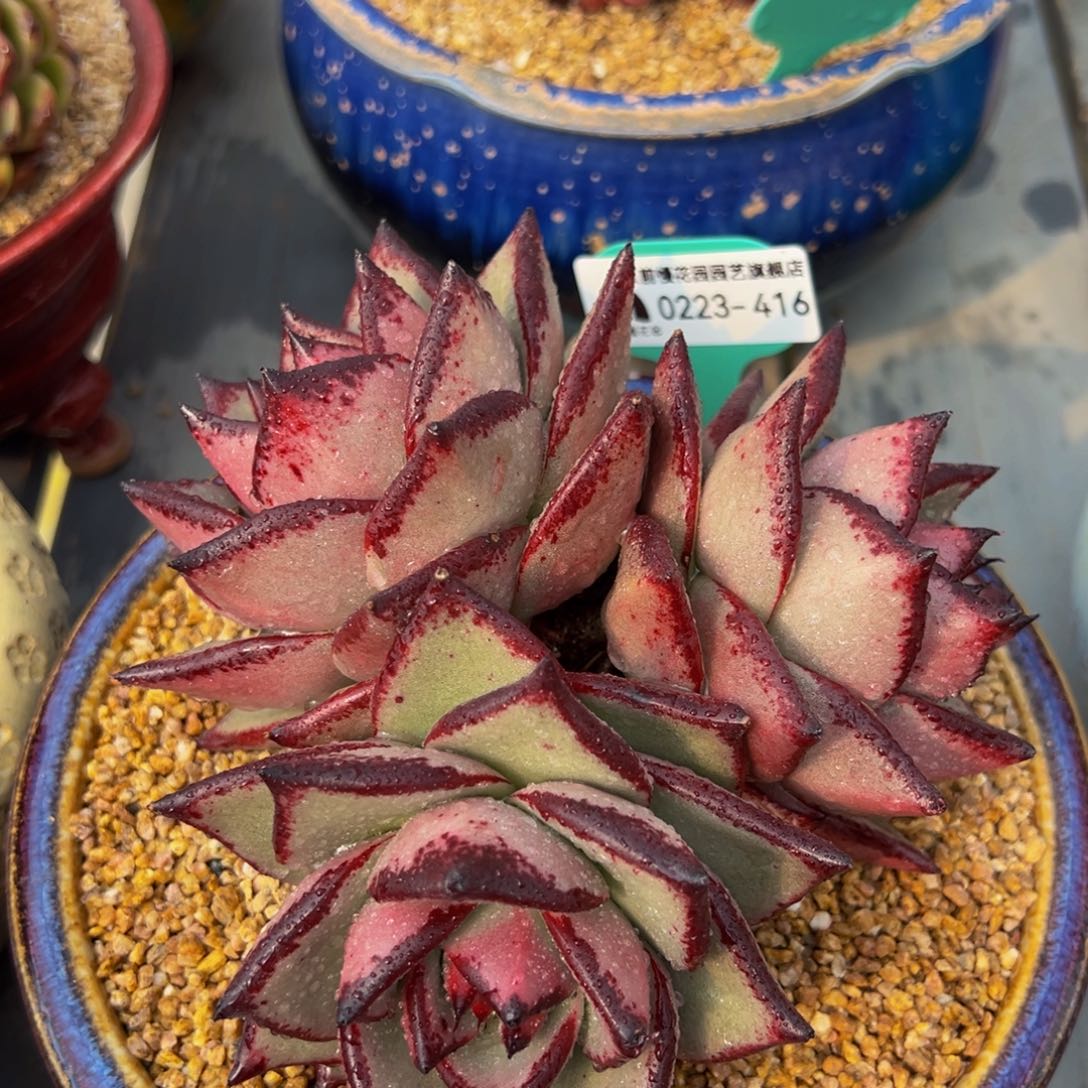 从前慢多肉精选编号0223.416