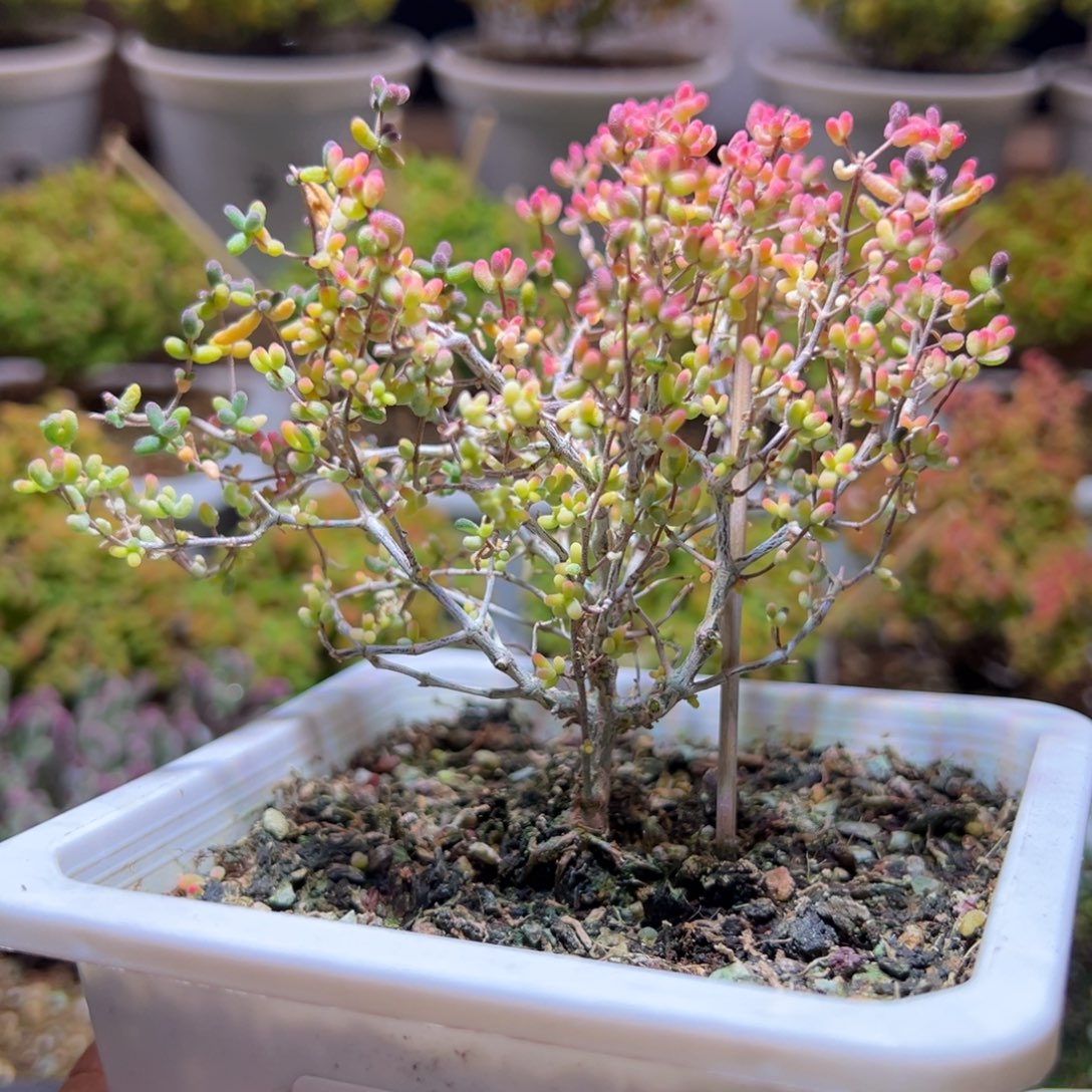 53米粒锦一物一拍带盆土发货