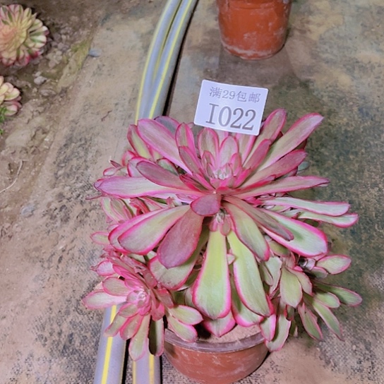 1022孔雀翎多肉植物