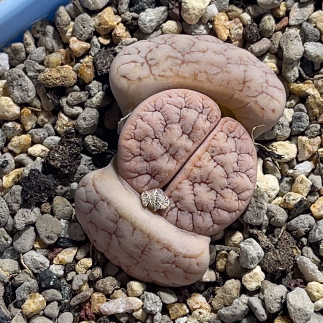 7822凹凸睫毛拿铁189