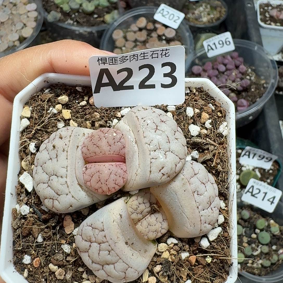 223多肉植物多肉植物