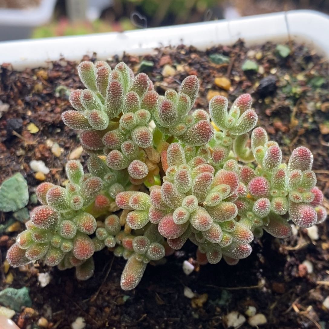 冰晶杂红色个体G175