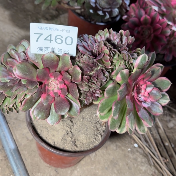 7460荔枝多肉植物